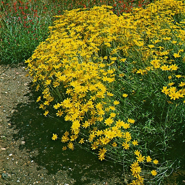 Eriophyllum lanatum, Wolliges Sonnenauge, gelb, ca. 9x9 cm Topf