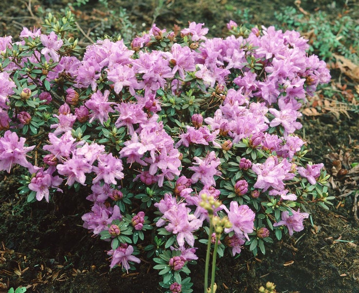 Blühender Rhododendronbusch mit violetten Blüten
