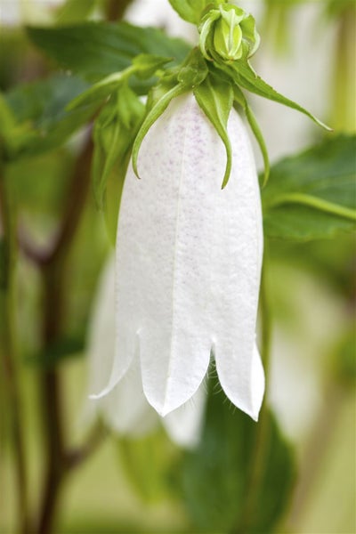 Campanula takesimana 'Alba', Glockenblume, weiß, ca. 11x11 cm Topf