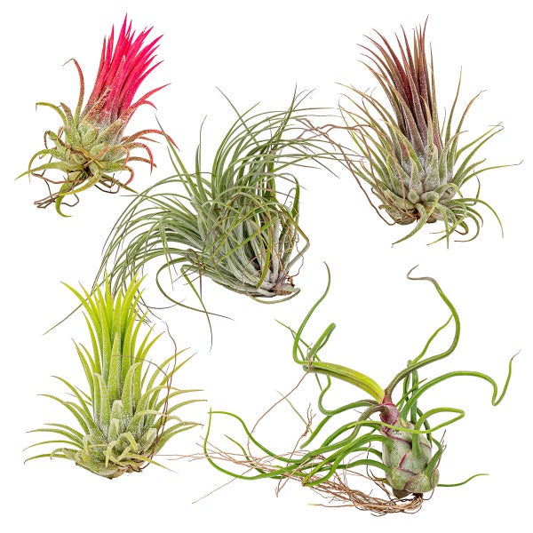 5x Tillandsia Mix - Luftpflanzen - Zimmerpflanze - Pflegefreundlich