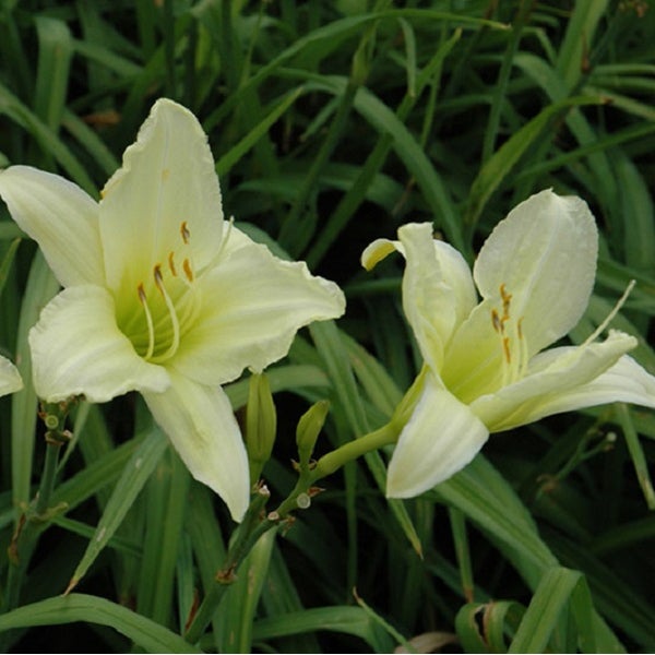Nahaufnahme von Taglilienblüten im Garten.