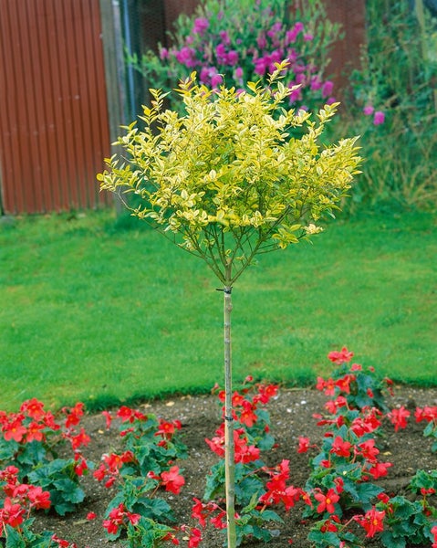 Baum mit gelbgrünen Blättern in einem Gartenbeet