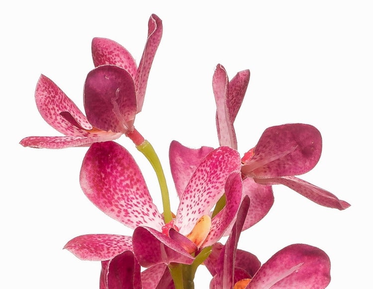 Orchidee mit pink gepunkteten Blüten an einem grünen Stiel.