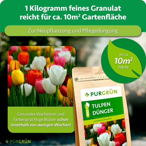 Eine Packung Purgrün Bio Tulpen Dünger in Granulatform für zehn Quadratmeter Gartenfläche zur Neupflanzung und Pflegedüngung von Tulpen.