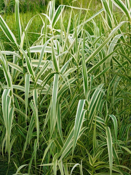 Arundo donax 'Variegata', Riesenschilf, gestreift, ca. 11x11 cm Topf