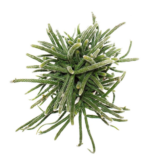 Rhipsalis baccifera horrida - Korallenkaktus - im 12cm Topf - sukkulente Zimmerpflanze