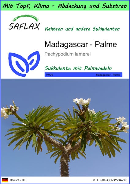 SAFLAX Garden to go - Madagascar - Palme - Pachypodium lamerei - 10 Samen - Mit Topf, Klima - Deckel und Anzuchtsubstrat