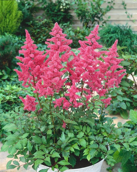 Astilbe japonica 'Bremen', Prachtspiere, rosa Blüten, ca. 9x9 cm Topf
