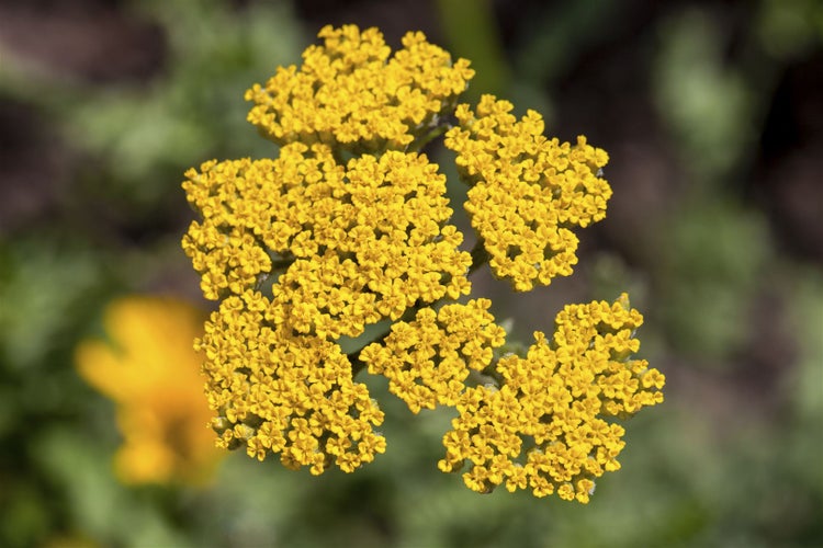 Achillea millefolium, Schafgarbe, ca. 9x9 cm Topf, robust