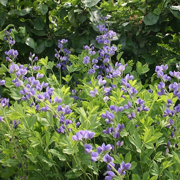 Blühende Blaue Scheinhasel im Garten