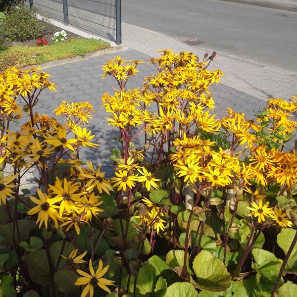 Gruppe von Kreuzkraut im Garten