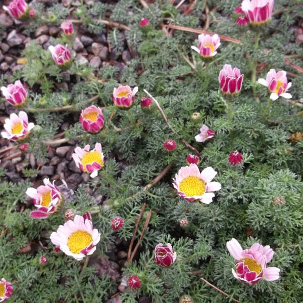 Andenpolsternelke mit Blüten und Blättern