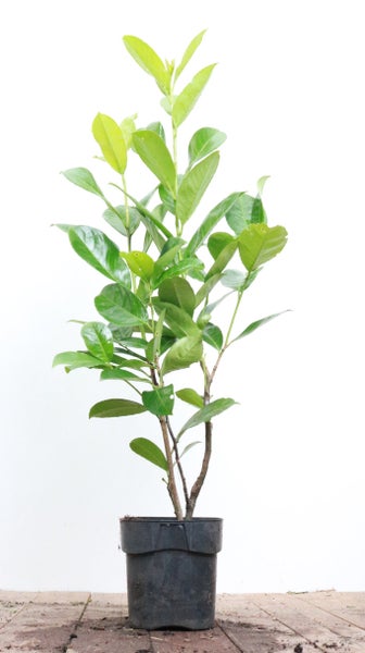 Lorbeerkirsche im Topf mit grünen Blättern