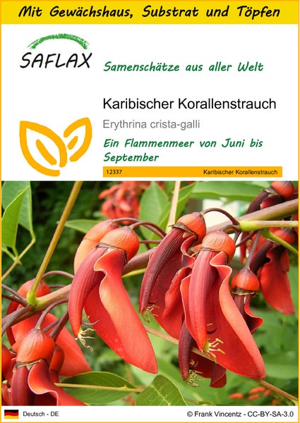 SAFLAX Anzucht Set - Karibischer Korallenstrauch - Erythrina crista-galli - 6 Samen - Mit Mini-Gewächshaus, Anzuchtsubstrat und 2 Töpfen