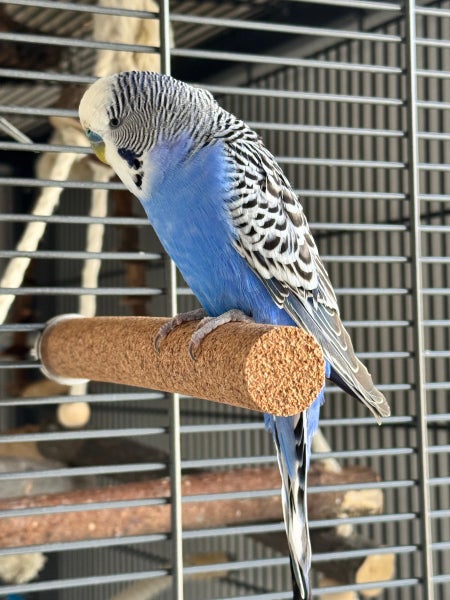 Ein blau-weißer Wellensittich auf einer zylindrischen Korkstange in einem Vogelkäfig aus Metall.