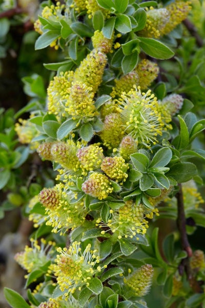Salix simulatrix, 40 cm Stammhöhe