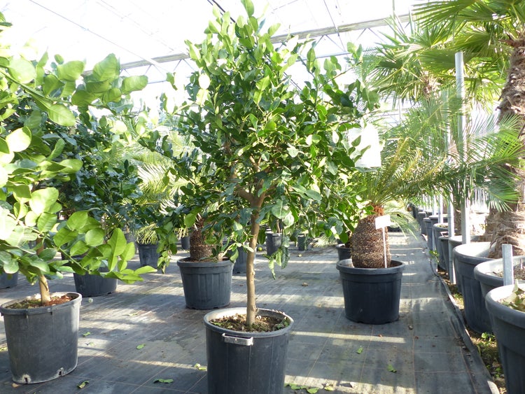 Citrus Hystrix Papeda Combava 180 cm Kaffirlimette Kaffernlimette Zitruspflanze