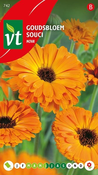 Ringelblume Souci Nova Samenpackung
