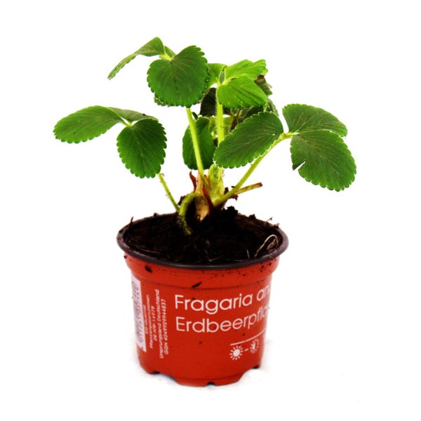 Himbeer-Erdbeere - Set mit 3 Pflanzen - Fragaria - Ausgefallene Sorte für Liebhaber des Besonderen