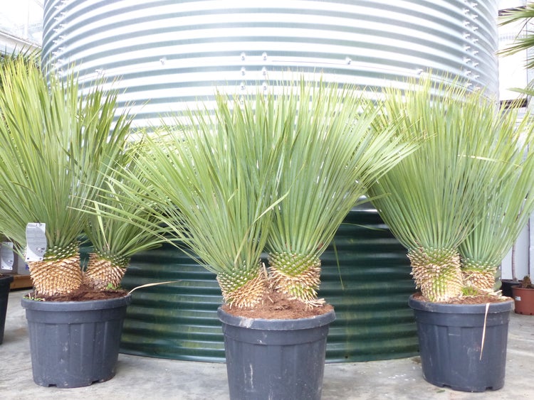 Yucca Rostrata, 2 Stämmig, 120 - 130 cm, Stamm 15 - 20 cm winterhart