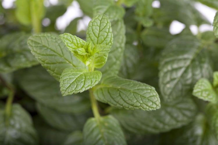 Mentha spicata, Grüne Minze, aromatisch, ca. 9x9 cm Topf