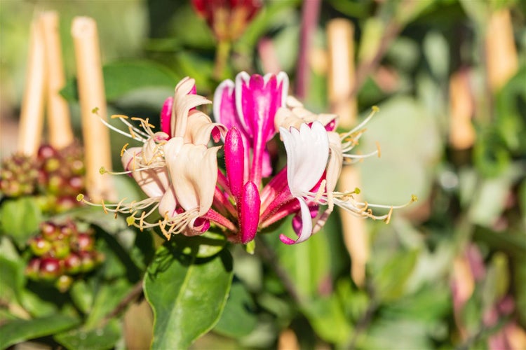 Lonicera periclymenum, Geißblatt, 40–60 cm, duftend