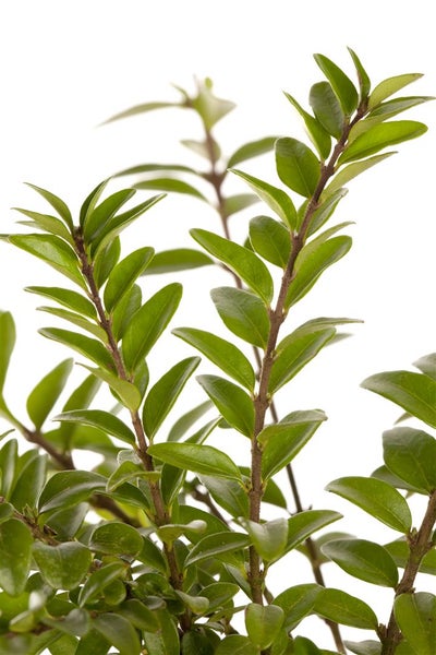 Lonicera nitida 'Elegant', Heckenmyrte, immergrün, 20–30 cm