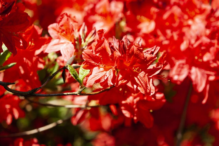 Rhododendron luteum 'Fireball', gelb-orange, 40–50 cm