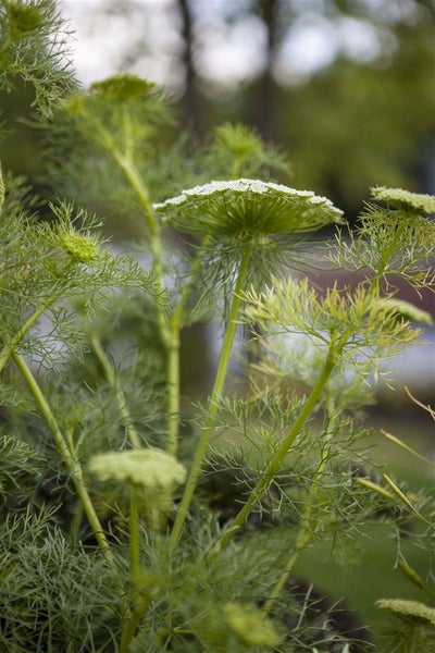 Foeniculum vulgare, Fenchel, aromatisch, ca. 9x9 cm Topf
