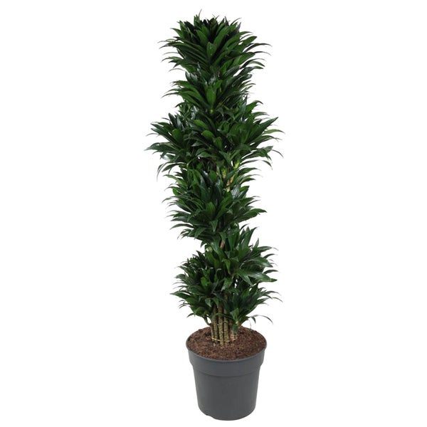 Drachenbaum Compacta verzweigt - 170 cm - ø34