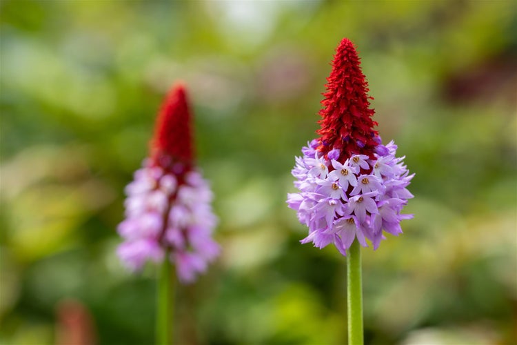 Nahaufnahme einer rosafarbenen und roten Primelblüte