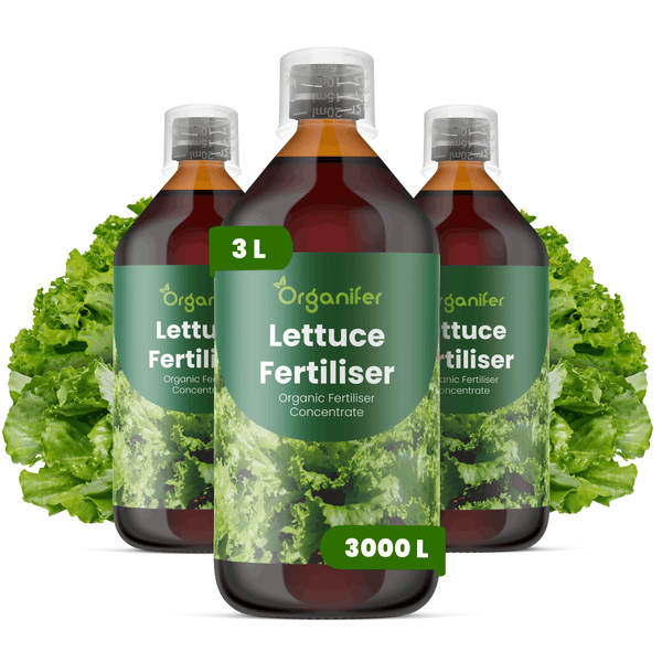 Organifer Bio-Salatdünger-Konzentrat, Set aus drei 1-Liter-Flaschen, ausreichend für 3000 Liter Dünger.