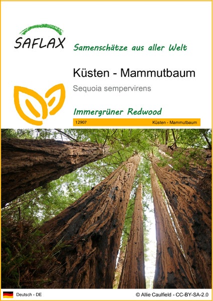 SAFLAX  - Küsten - Mammutbaum - Sequoia sempervirens - 50 Samen