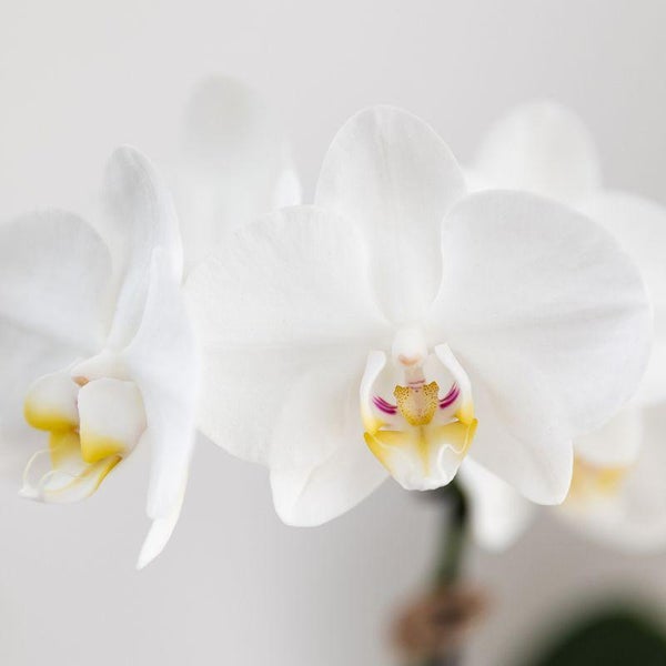 Kolibri Orchids Set aus weißer Phalaenopsis Orchidee Amabilis und Sukkulente Crassula Hobbit im blauen Painted Stripe Topf Topfgröße 9cm + 6cm