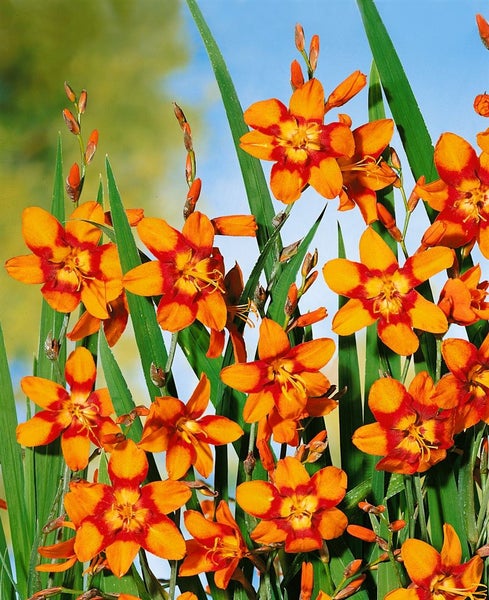 Crocosmia x crocosmiifl. 'Emily McKenzie', Montbretie, orange, 2-3 Liter Topf