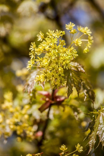 Acer platanoides 'Globosum', Kugelahorn, 80 cm Stammhöhe