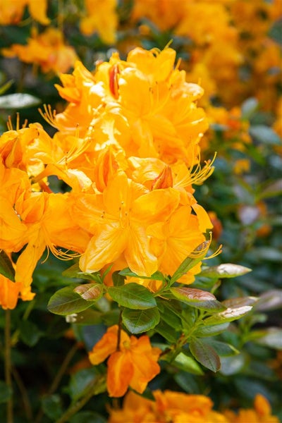 Rhododendron luteum 'Klondyke', gelb-orange, 30–40 cm