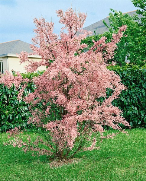 Blühende Tamariske im Garten