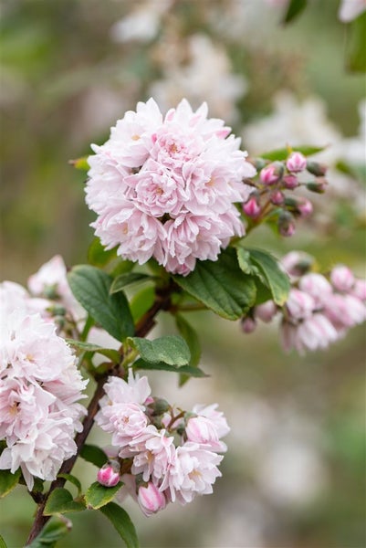 Deutzia hybrida 'Pink Pom-Pom', Maiblumenstrauch, rosa, 60–100 cm