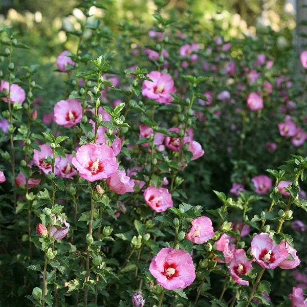 Hibiskusstrauch mit zahlreichen rosa Blüten