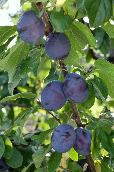 Prunus domestica 'President', Pflaume, 150–200 cm