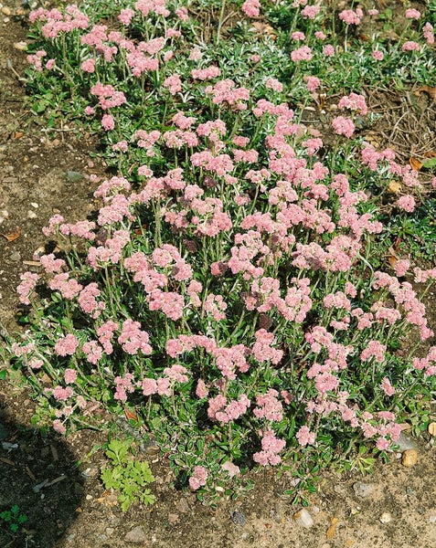 Antennaria dioica, Katzenpfötchen, rosa Blüten, ca. 9x9 cm Topf