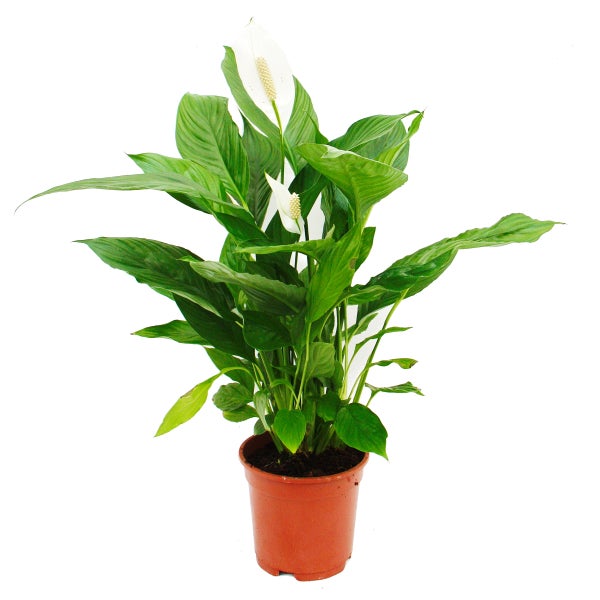 Spathiphyllum Cupido, Einblatt - 17cm Topf