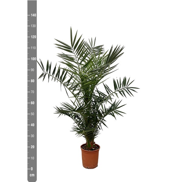 Kanarische Dattelpalme – 120 cm – ø15
