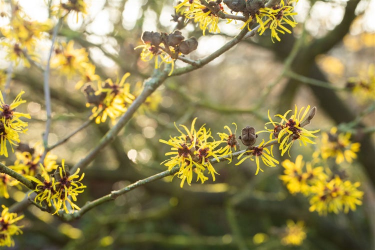 Hamamelis intermedia 'Westerstede', Zaubernuss, gelb, 60–80 cm