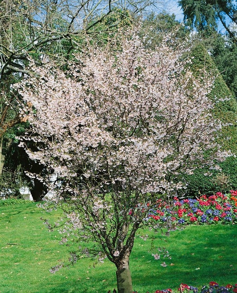 Prunus incisa 'Mikinori', Zierkirsche, rosa Blüten, 40–60 cm
