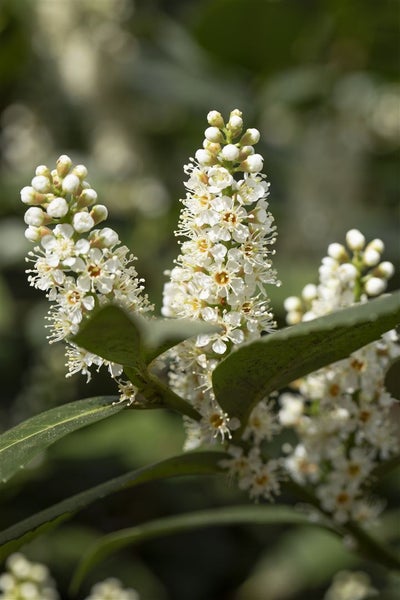 Prunus laurocerasus 'Piranha', Kirschlorbeer, immergrün, 25–30 cm