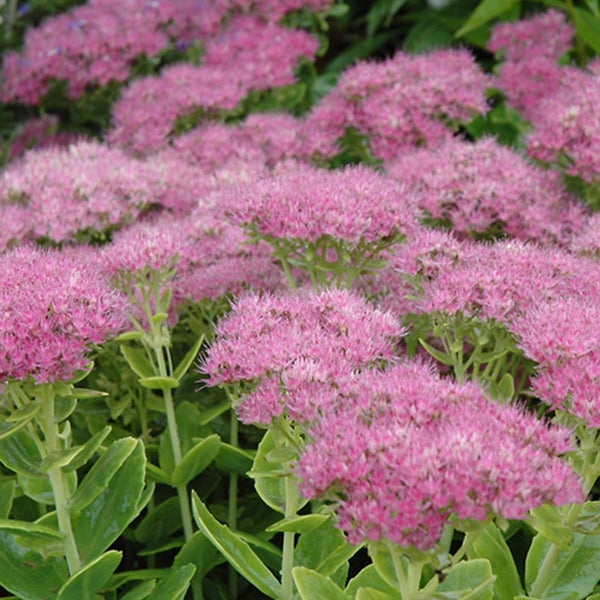 Nahaufnahme von Fetthenne-Pflanzen mit rosa Blüten