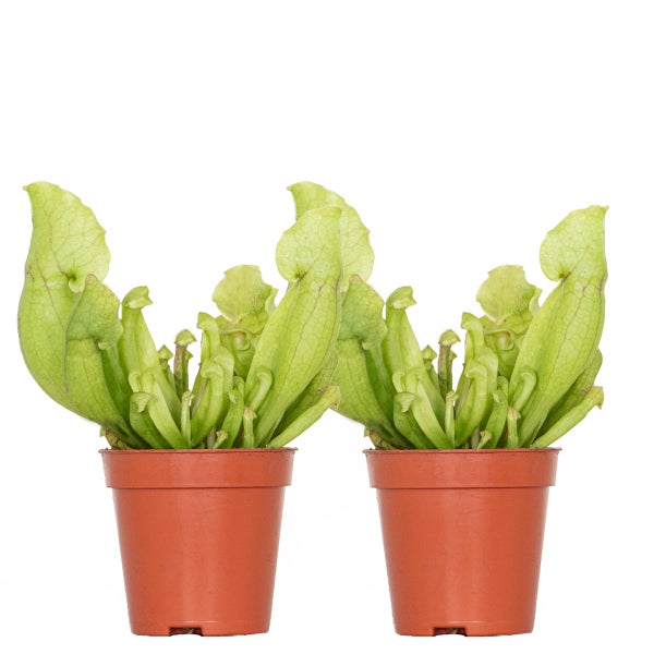 2x Sarracenia 'Juthatip Soper' – Fleischfressende Pflanze – Pflegeleicht –⌀6 cm – ↕05-10 cm