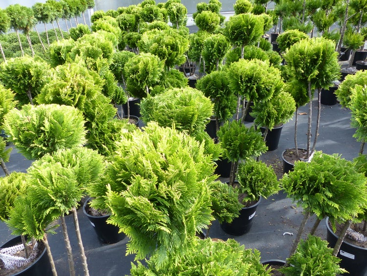 Thuja Stämmchen in schwarzen Kunststofftöpfen auf einer Verkaufsfläche in einer Gärtnerei.